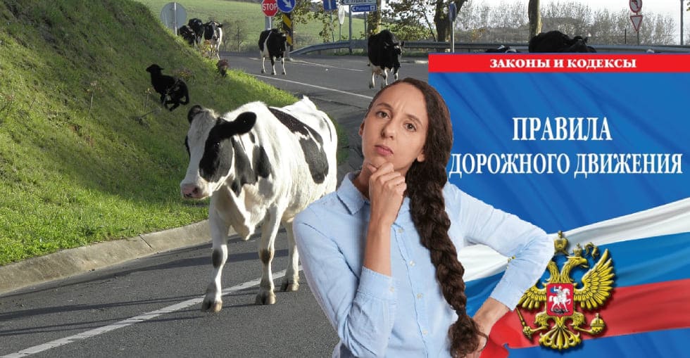 Что делать на месте ДТП с коровой